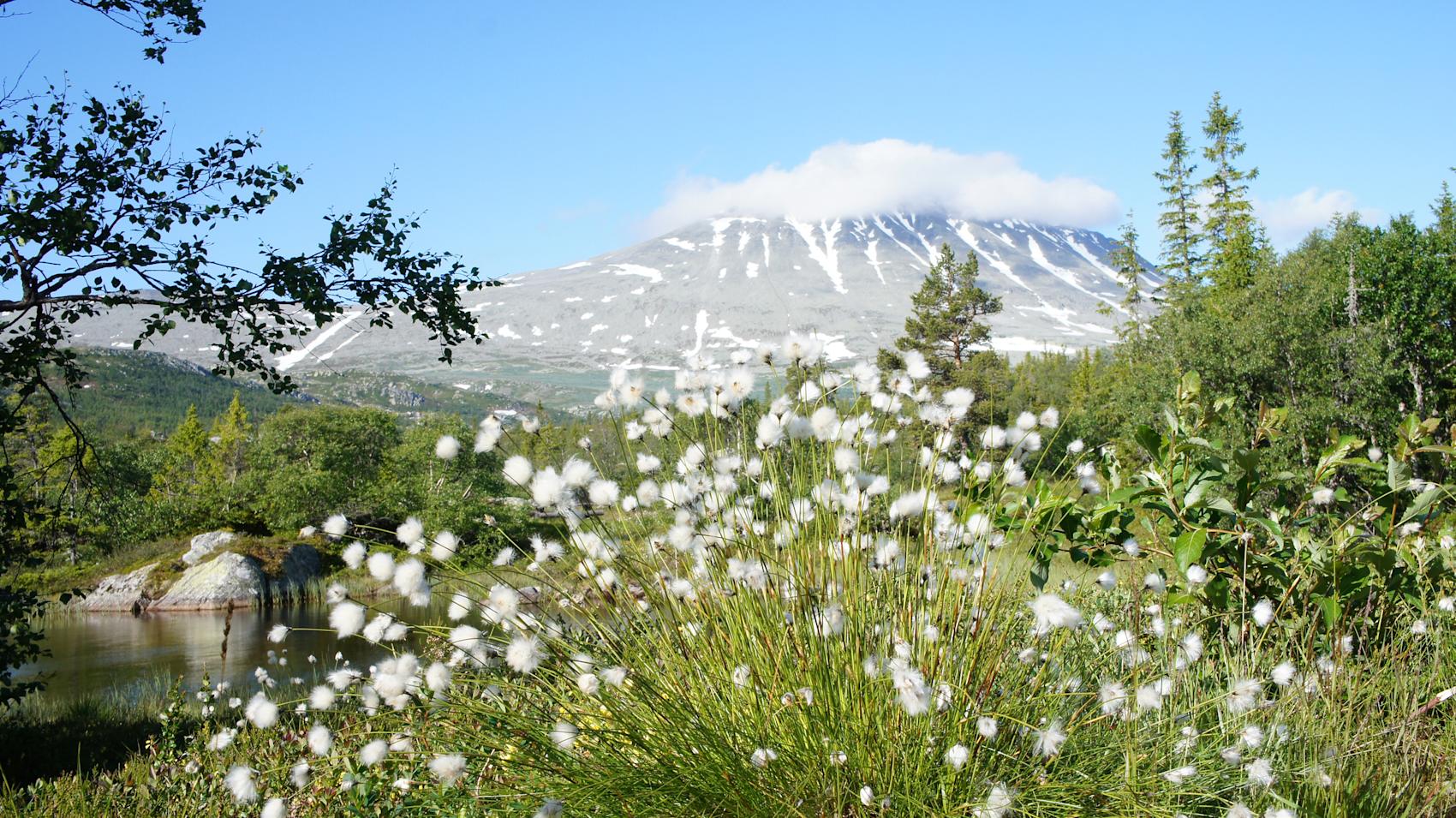 Gaustatoppen i sommerdrakt, Telemark -\nFoto: Getty Images