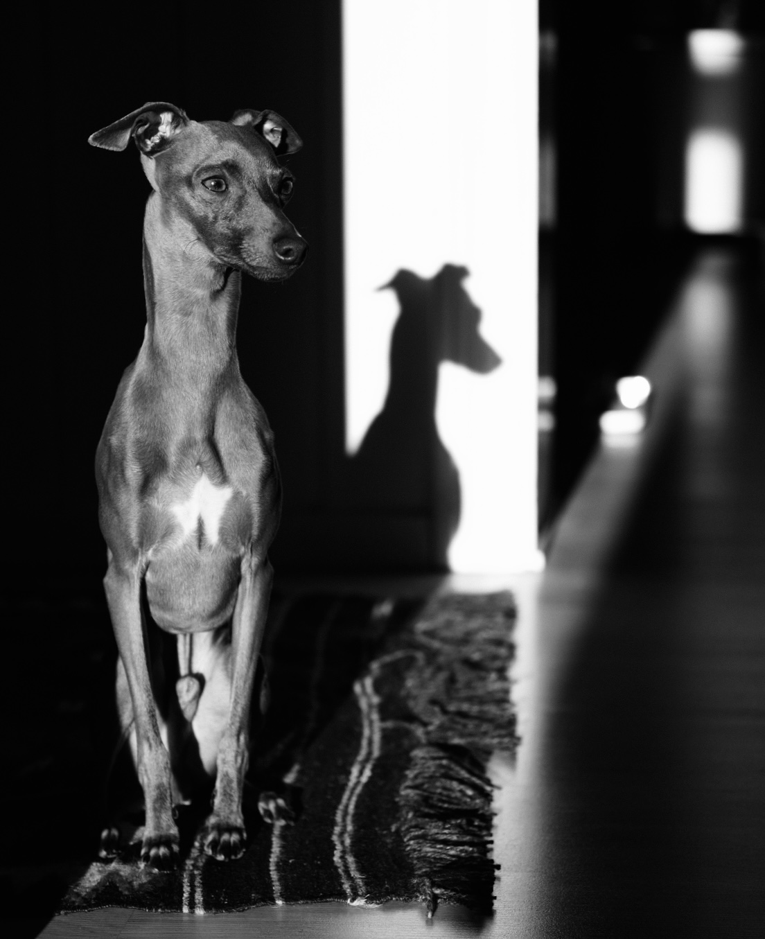 silhouette of a greyhound