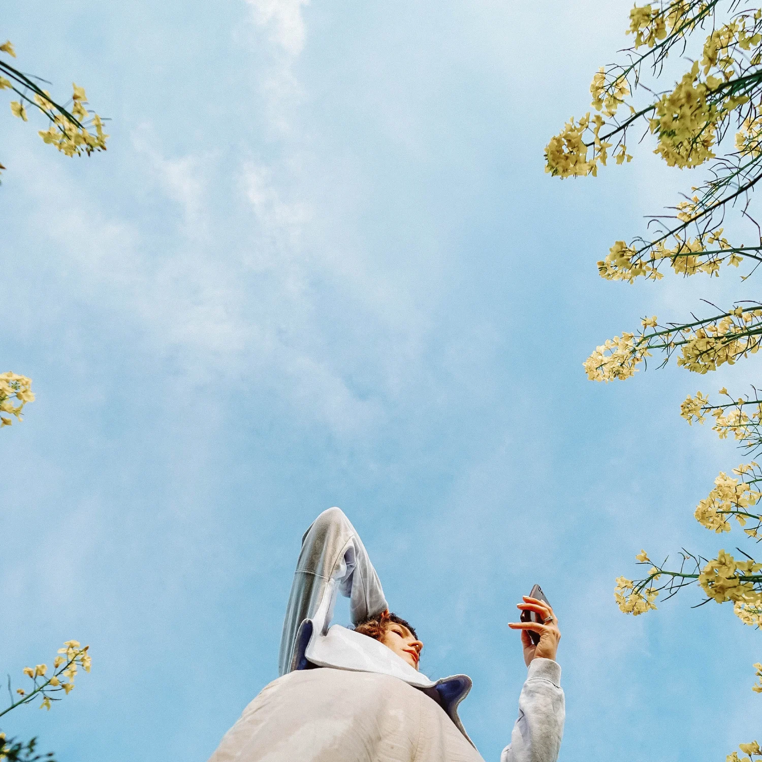 Looking up at a person holding a phone against a blue sky, with yellow flowers on branches in the foreground.