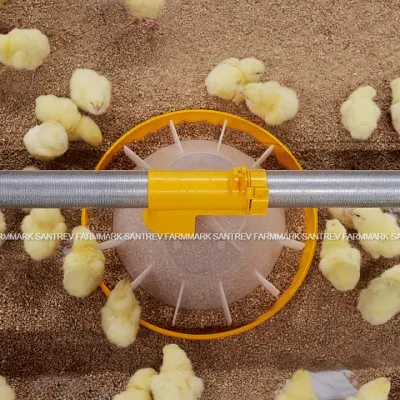FarmMark-Santrev-chicks