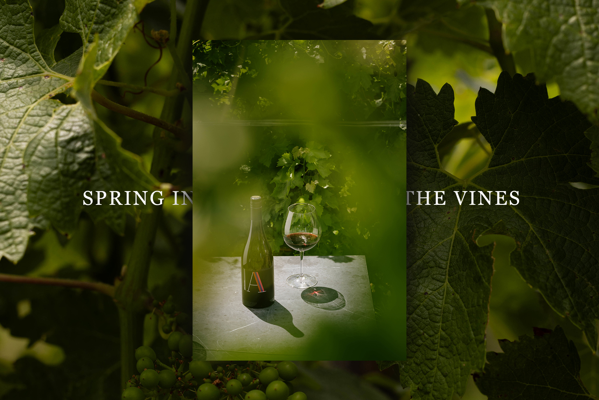 Spring in the vines header