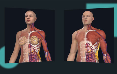 Complete anatomy platform