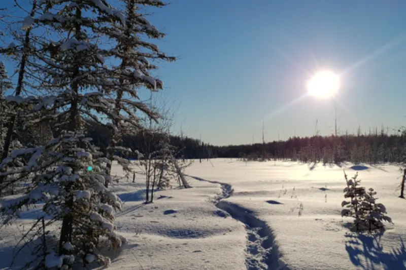 Michel Bluteau Canadian Woods Winter
