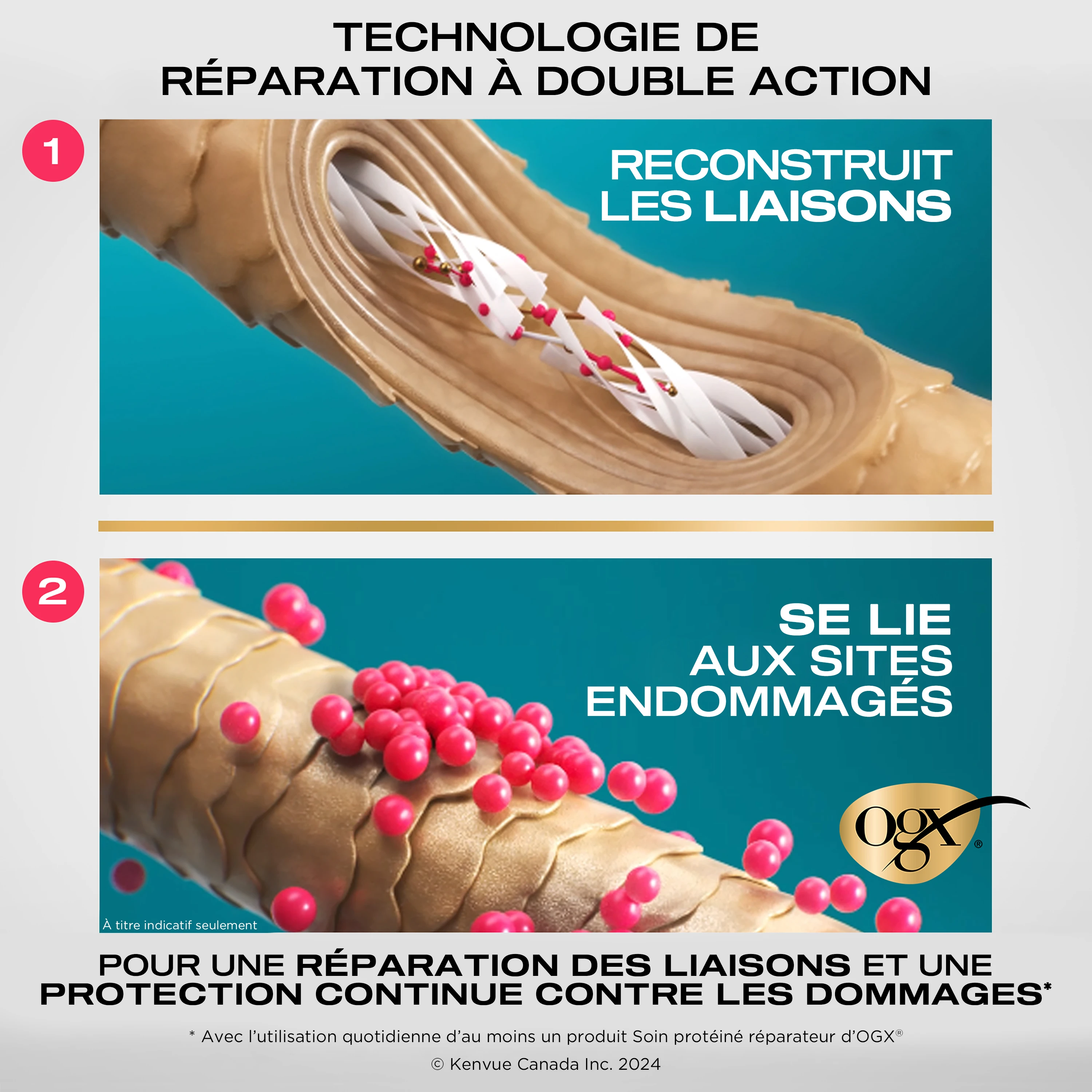 Illustration de la technologie de réparation à double action sur la tension capillaire pour la réparation des liaisons et le contrôle des dommages avec le logo OGX®