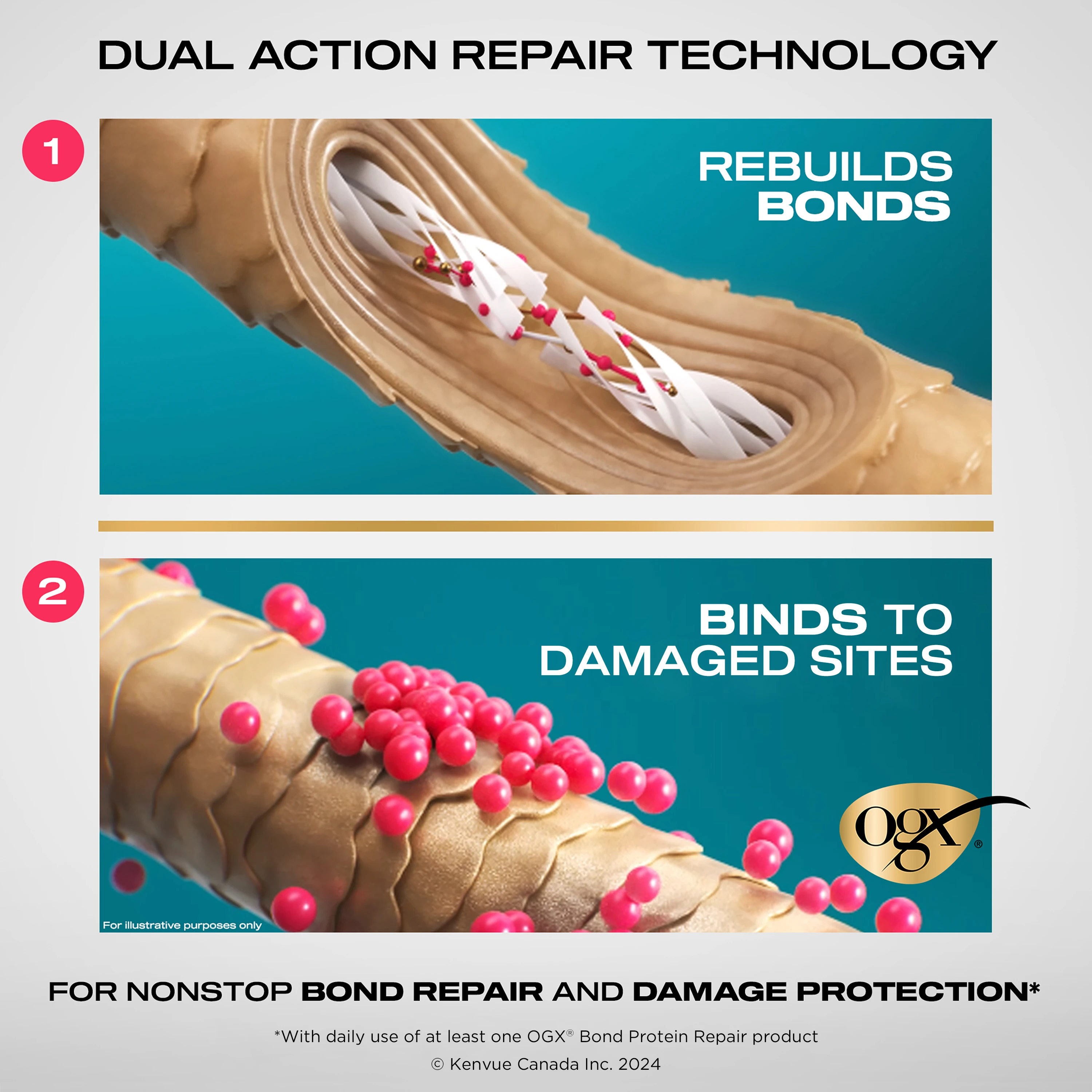 Illustration of Dual Action Repair Technology on hair strain for bond repair and damage control with OGX® logo