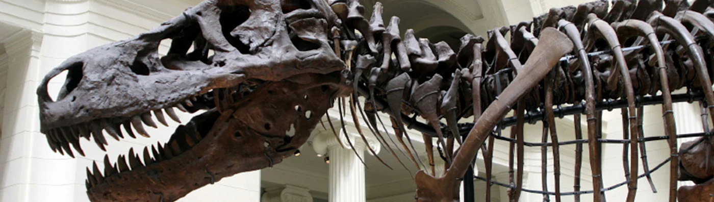 Close up image of a dinosaur skeleton exhibit on display in a museum.