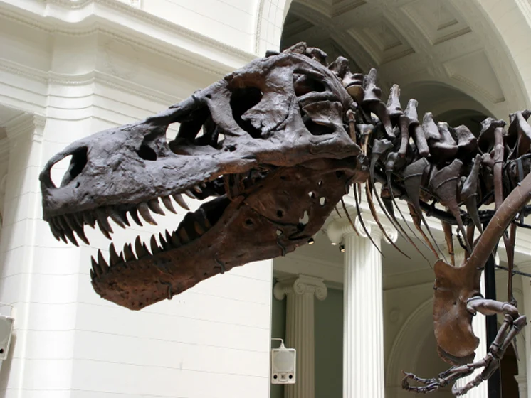 Close up image of a dinosaur skeleton exhibit on display in a museum.