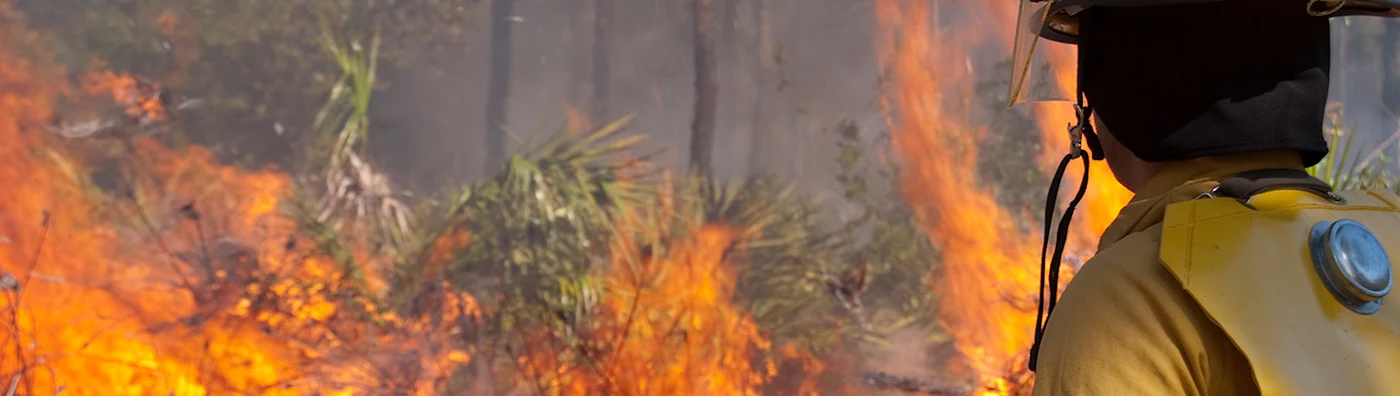 Firefighter seen from the back faces a forest wildfire