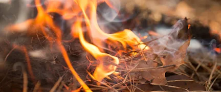 Dry leaves and pine needles burning on the ground with visible flames and smoke rising.