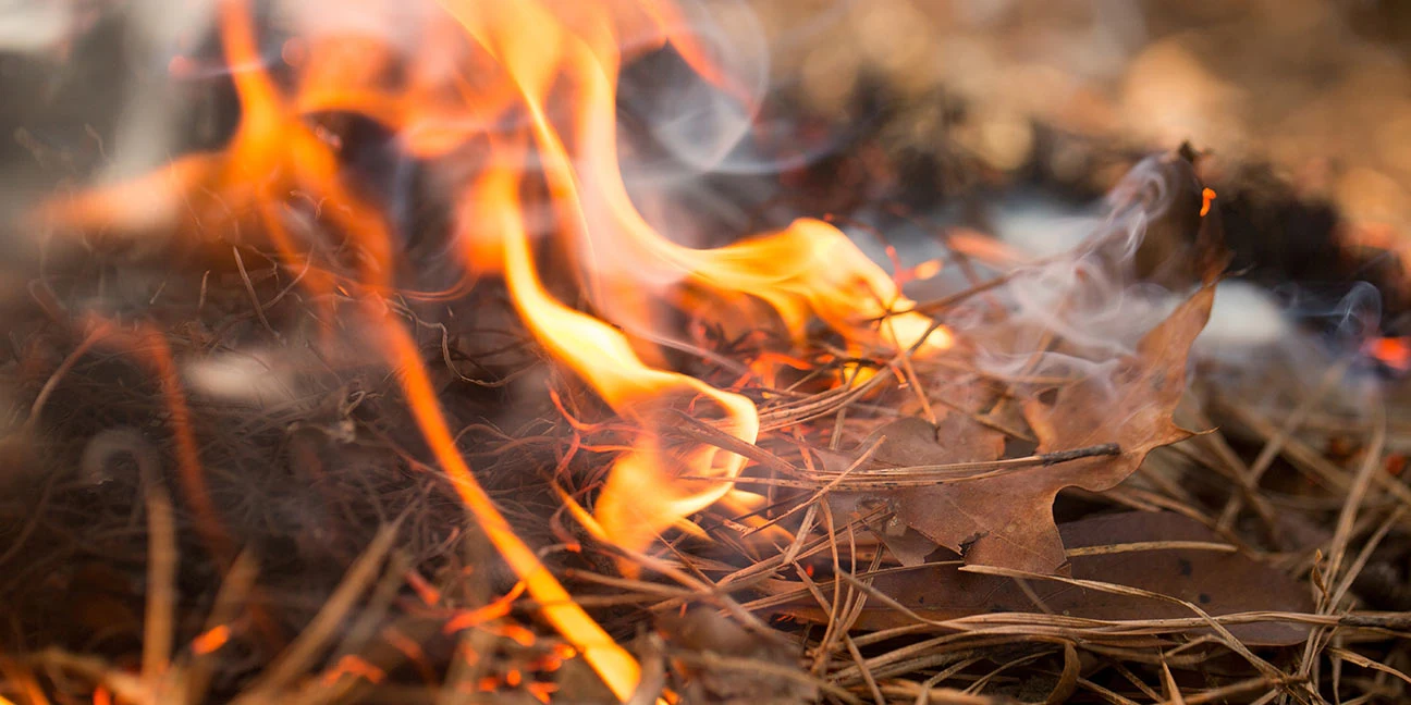 Dry leaves and pine needles burning on the ground with visible flames and smoke rising.
