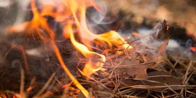 Dry leaves and pine needles burning on the ground with visible flames and smoke rising.