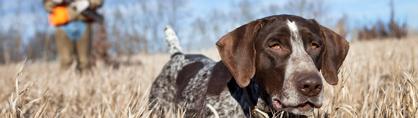 Hunting dog in a field, with a person in the background preparing for hunting.