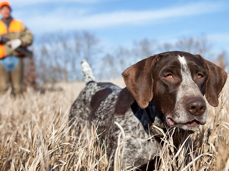 Hunting dog in a field, with a person in the background preparing for hunting.