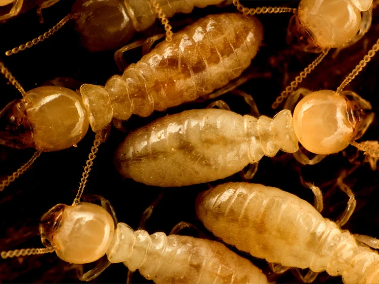 Close up image of termites crawling on wood.