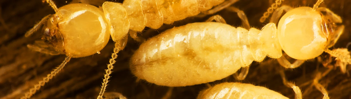 Close up image of termites crawling on wood.