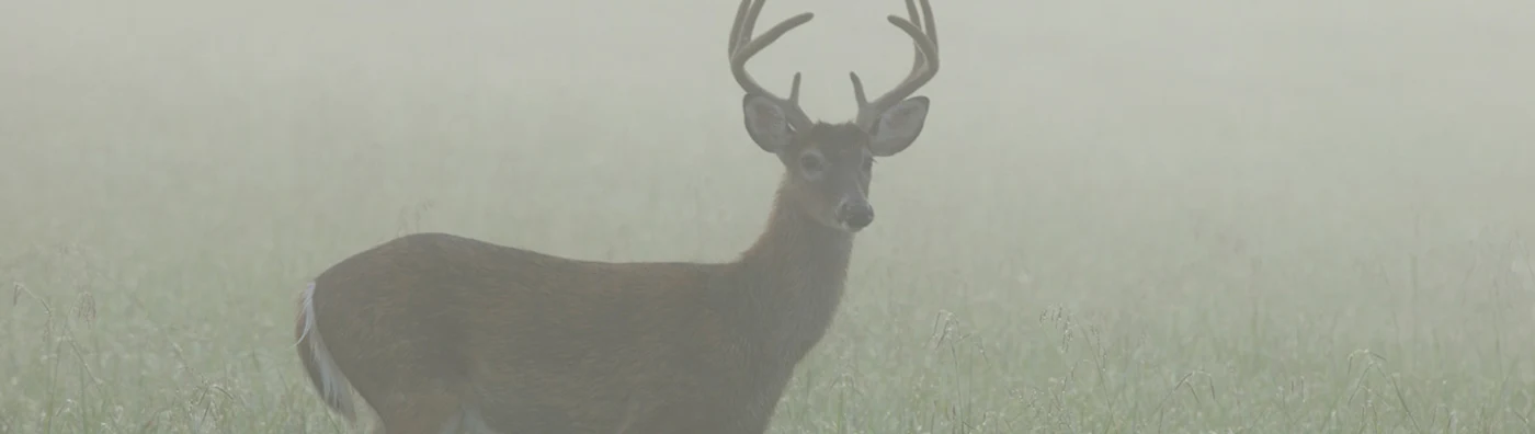 Deer with antlers standing in a foggy field surrounded by grass.