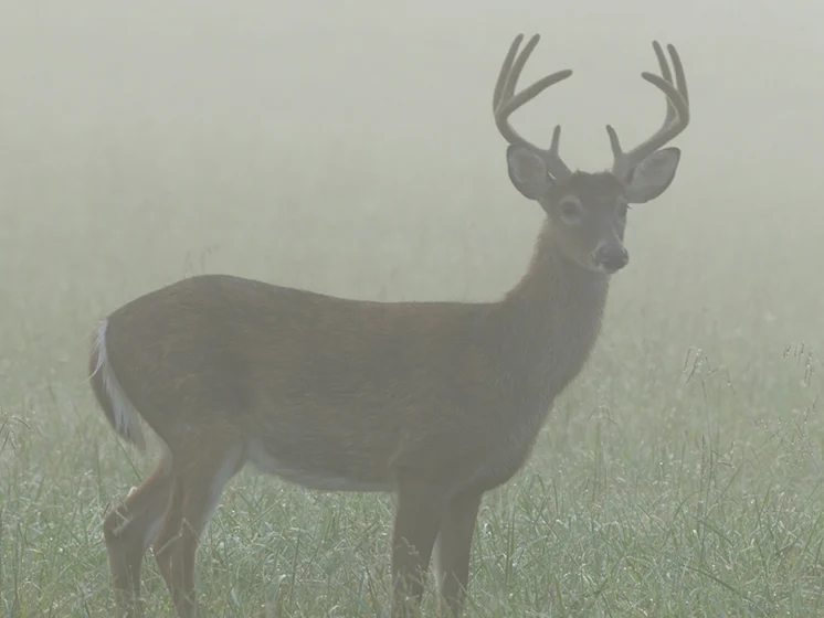 Deer with antlers standing in a foggy field surrounded by grass.
