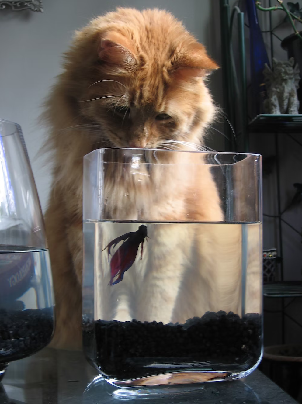 A photo of a cat looking at a fish swimming in a bowl (Daniel Tuttle, presumably human, via Unsplash)