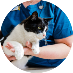 Eine Tierärztin in einem blauen Shirt hält liebevoll eine schwarz-weiße Katze im Arm.