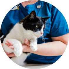 A woman, veterinary professional, in a blue shirt lovingly holds a black and white cat.