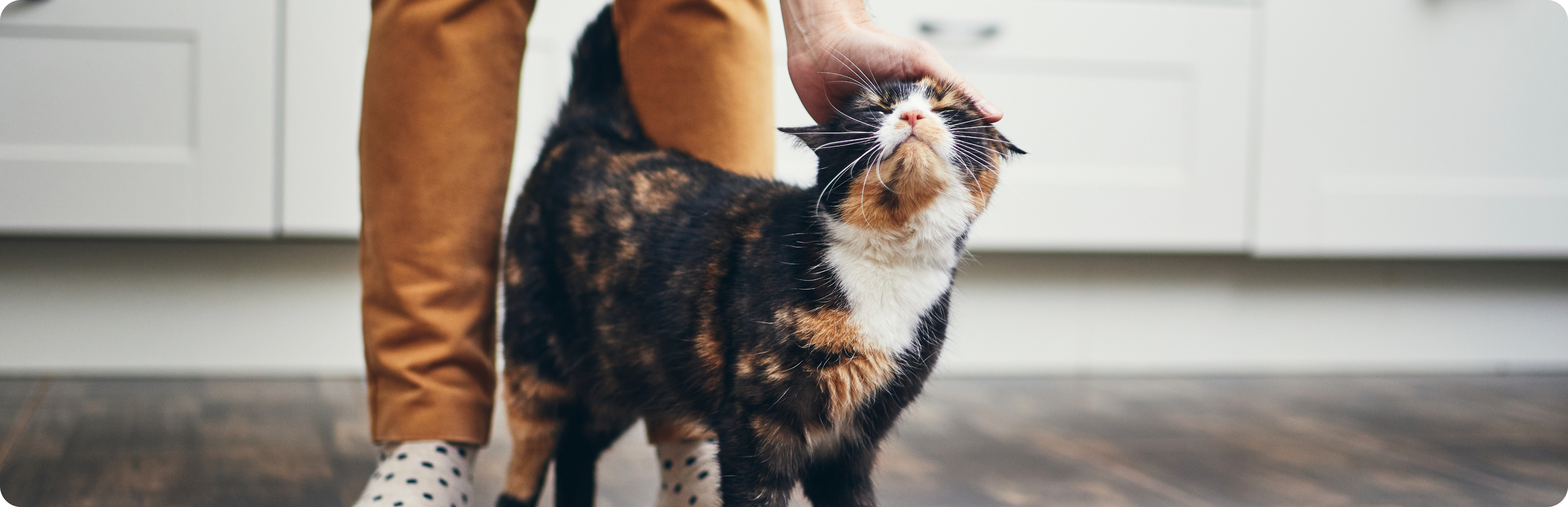 Eine Person streichelt sanft eine zufriedene Katze auf dem Küchenboden.