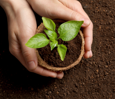 A person holding a green plant