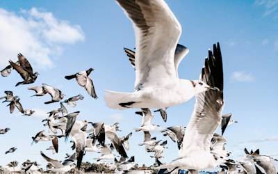 flying seagulls