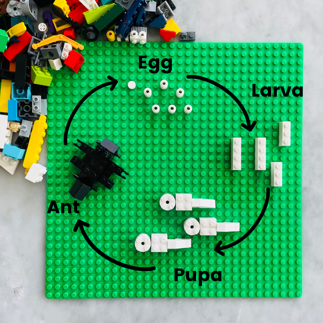 CB2-BOOK-FNF-DOC-AH-0982-Life Cycle - Ants-L4