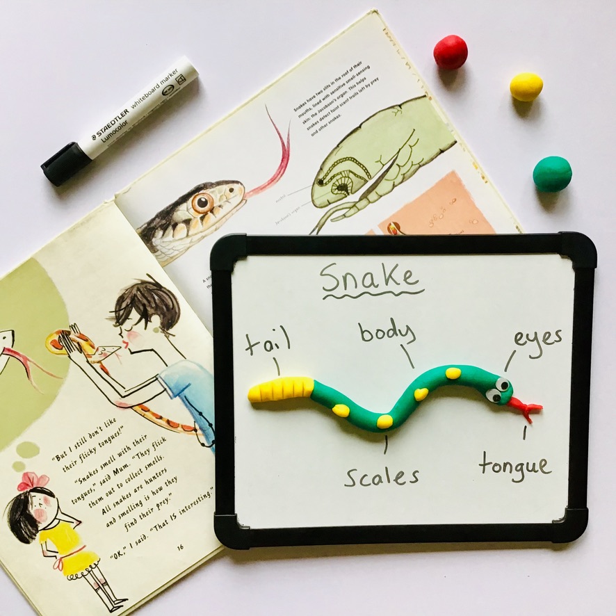 A fun reading lesson for grade 1 and 2 students that explores the structural and language features of information texts.