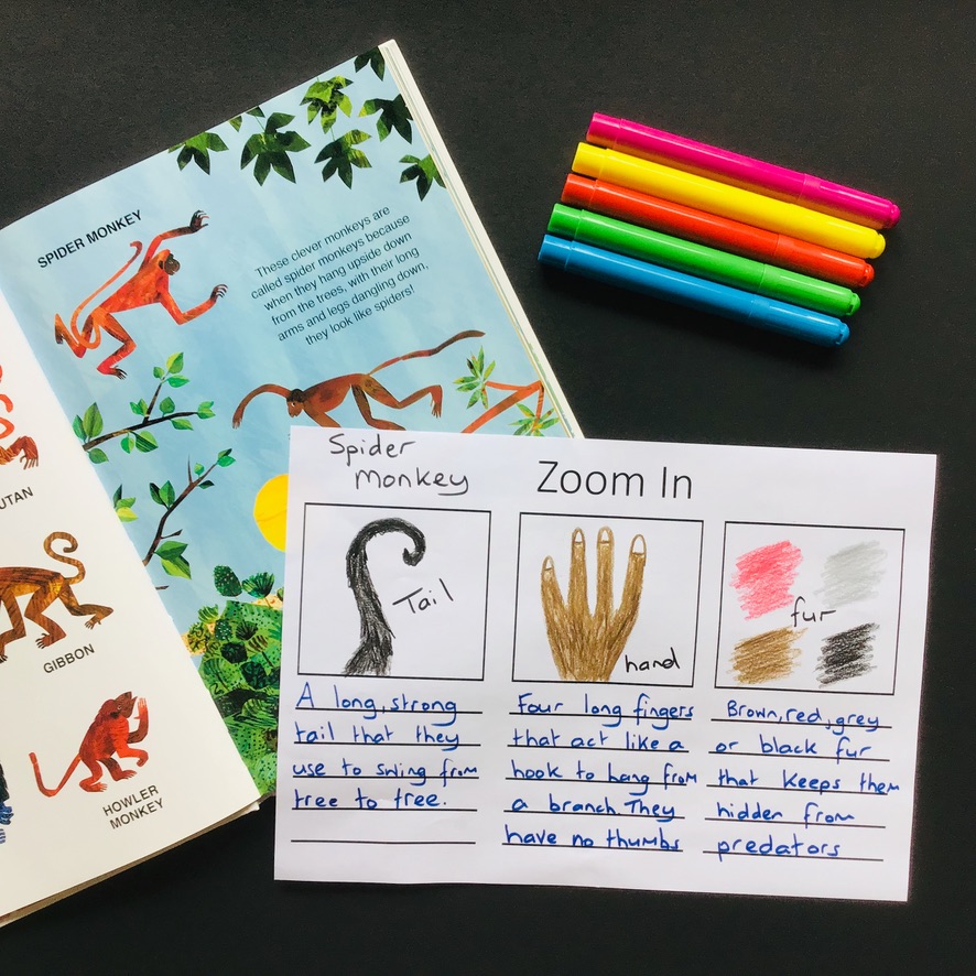 A fun reading lesson for grade 1 and 2 students that explores the structural and language features of information texts.