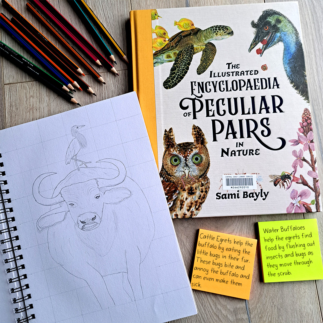 A thought provoking reading lesson for primary students, using CBCA’s 2022 shortlisted Book of the Year, ‘The Illustrated Encyclopaedia of Peculiar Pairs’ by Sami Bayly. Here we have a drawing of a new peculiar pair of animals, to be added to the encyclopaedia which will be accompanied with interesting facts about how the buffalo and egrets help each other out in the wild.