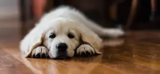 Je vloer isoleren: dit moet je weten