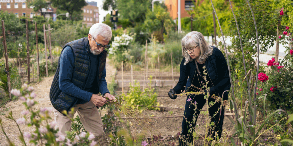Ouder echtpaar is samen aan het tuinieren in de gemeenschappelijke tuin van een woongemeenschap.