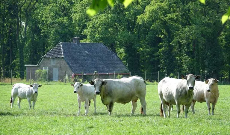 Witte koelen in de wei op Landgoed Deelerwoud. Op de achtergrond is de boerderij te zien die Petra en Marco kochten.