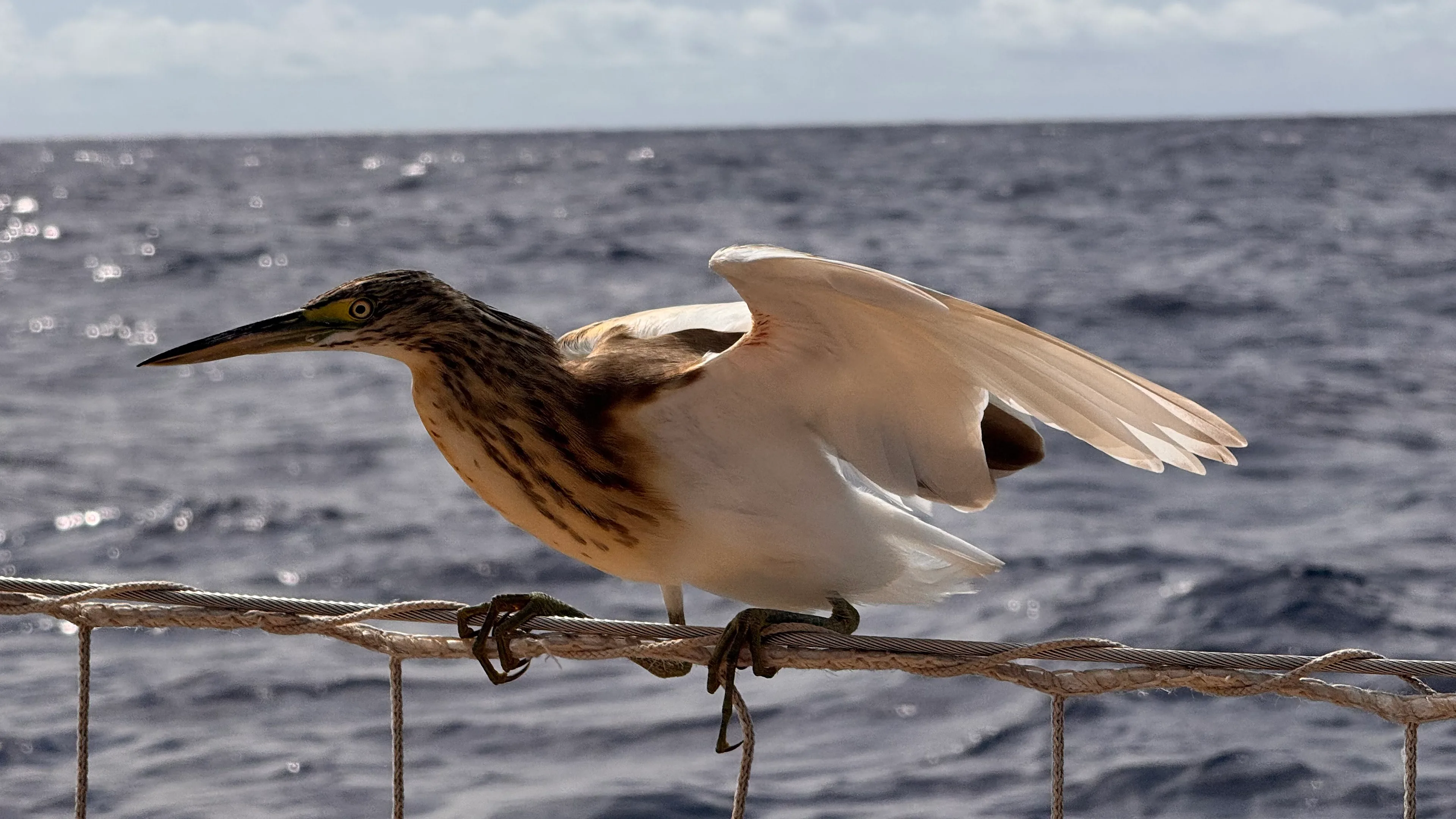 Seabird perched on the guardrail of a Clipper Race yacht with the open ocean in the background during a long-distance offshore sailing race.