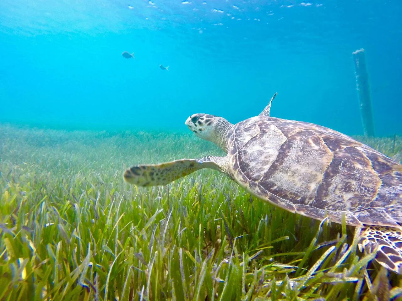 A sea turtle swimming over a seagrass bed in the clear turquoise waters of Turks and Caicos