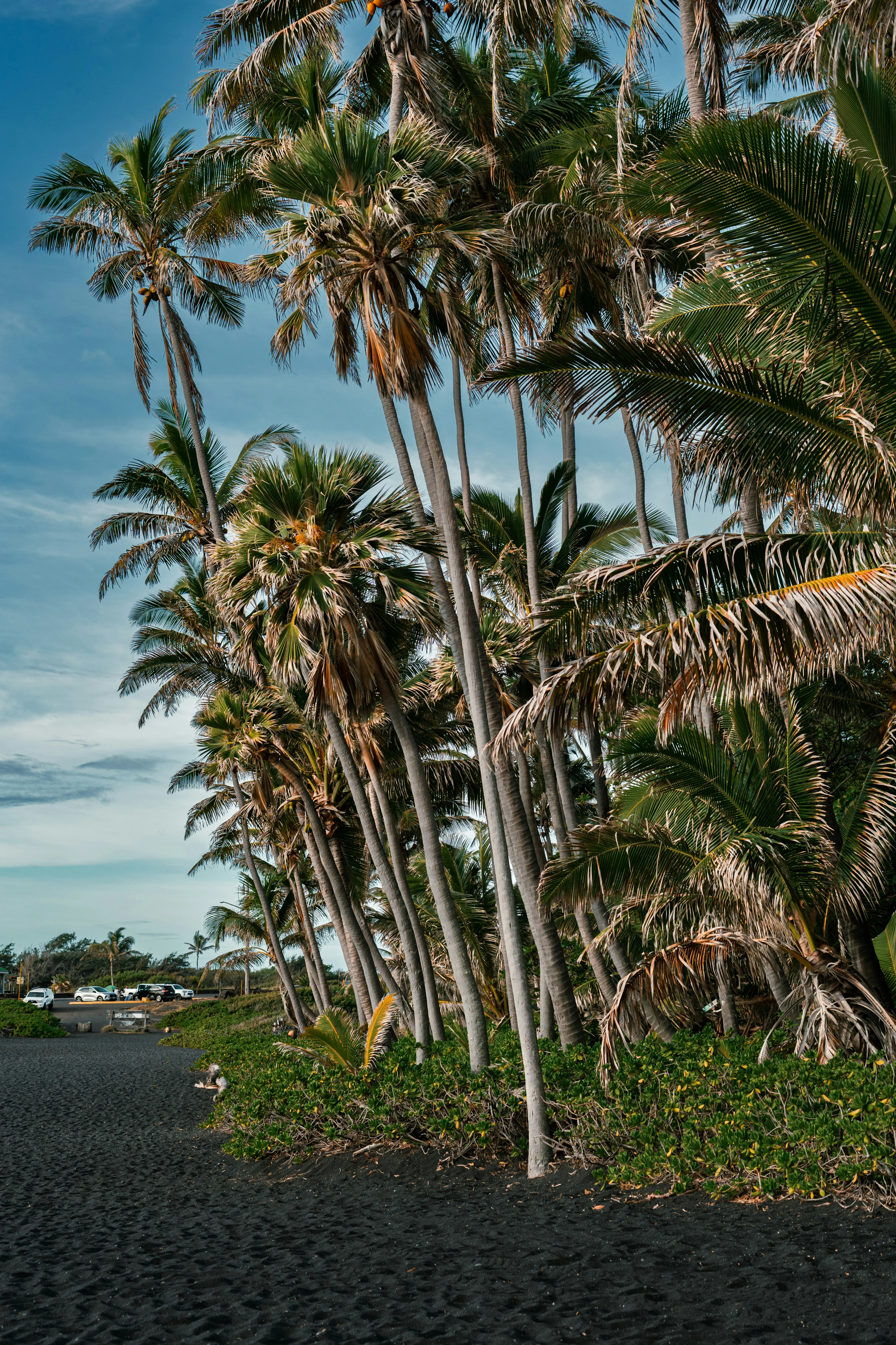 Tall palm trees lining a black sand beach in Kona, Hawaii, with parked cars visible in the distance