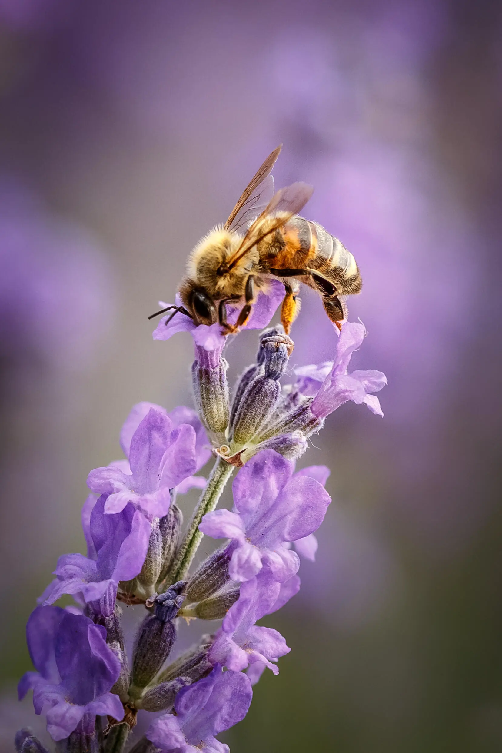 abelha pousada numa flor de lavanda