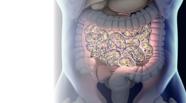 o que é a flora intestinal