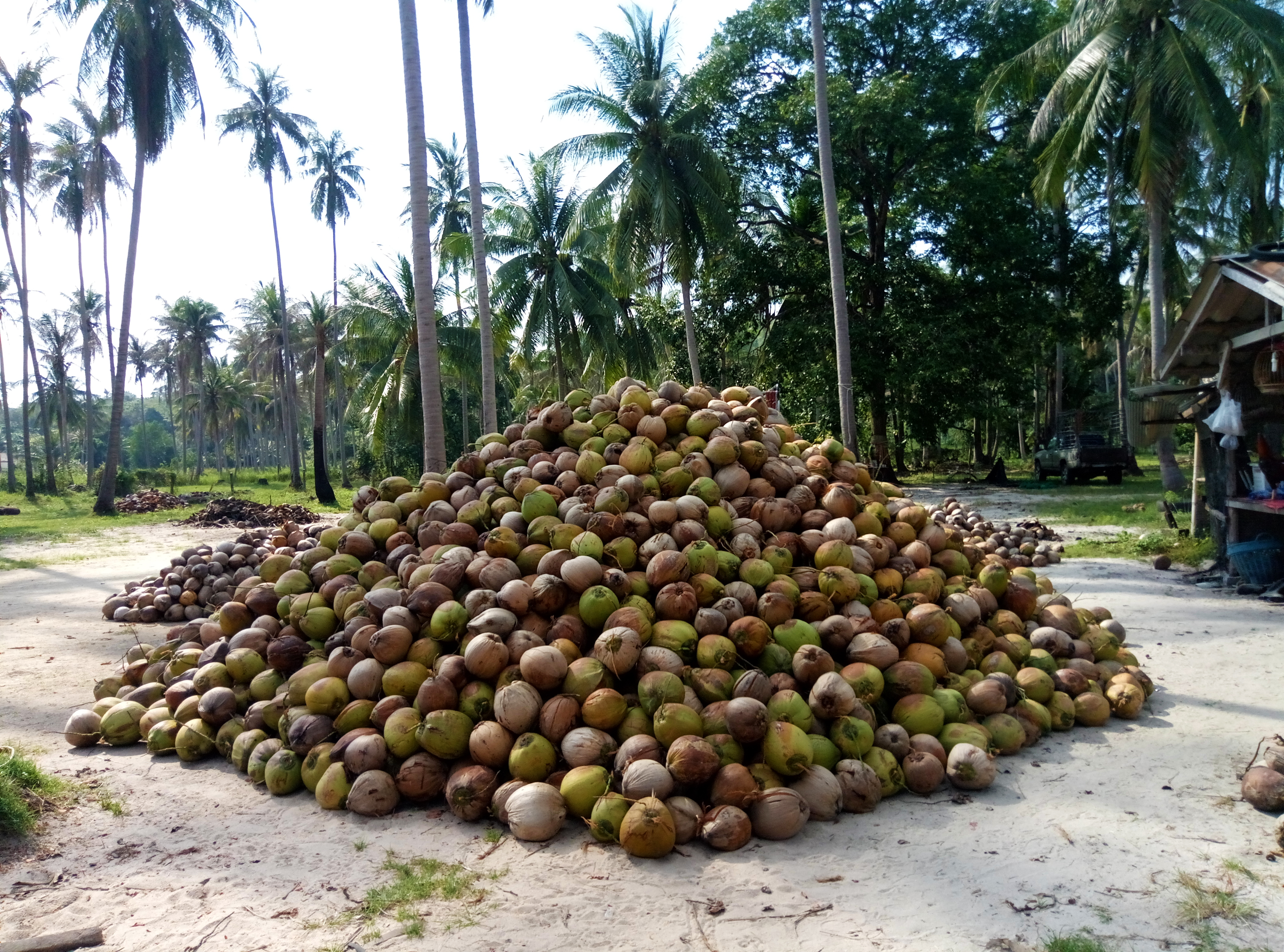 Beli dari Sumber Terpercaya