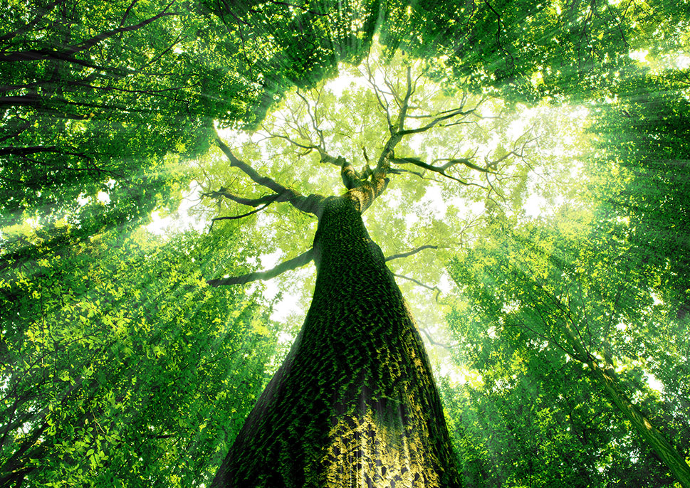 View up into a tall tree with sunlight filtering through the leaves