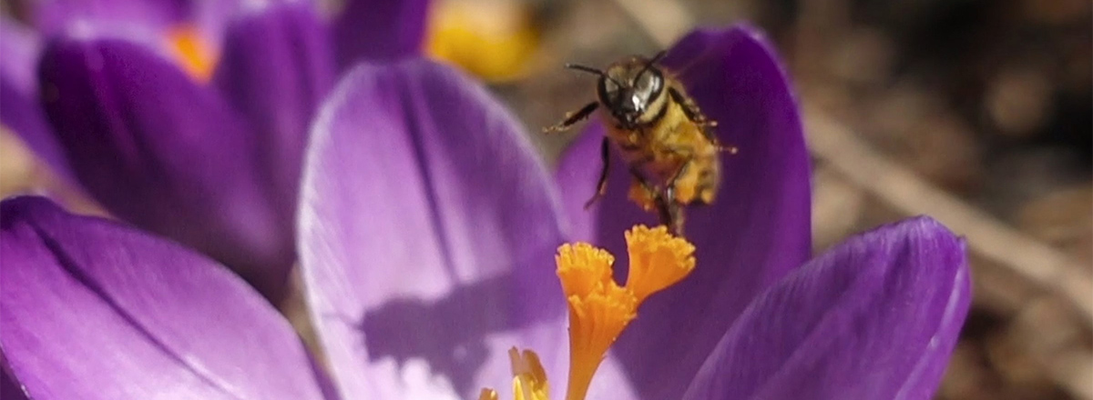 A bee landing in a purple crocus