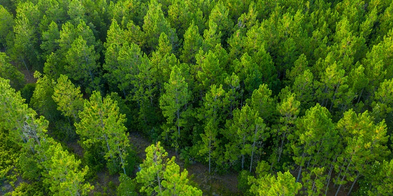 Aerial view of a green forest