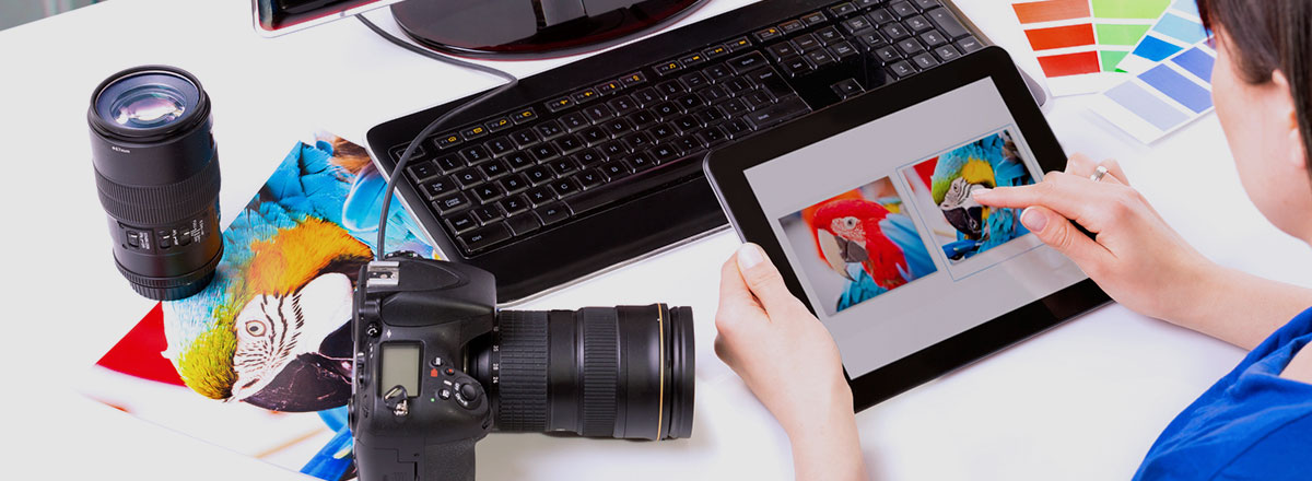 Person holding a tablet with pictures of birds, next to a camera, keyboard and monitor
