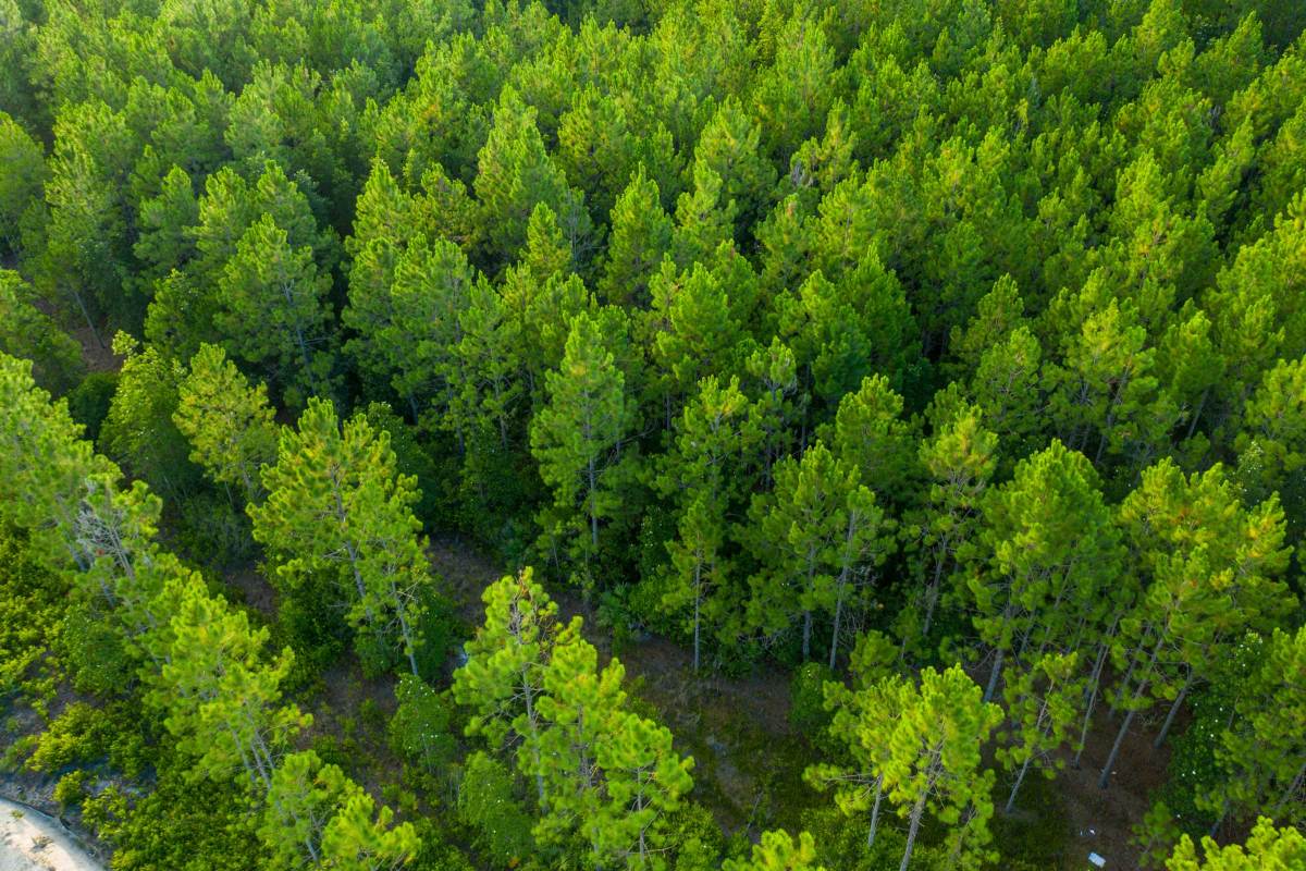 Aerial view of a green forest