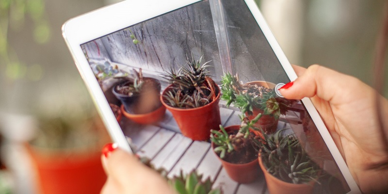 Hands holding a tablet with a photo of plants on the screen