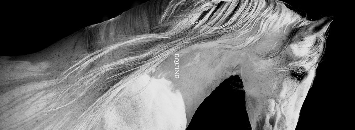 Black and white photo of a white horse, with the word "Equine"
