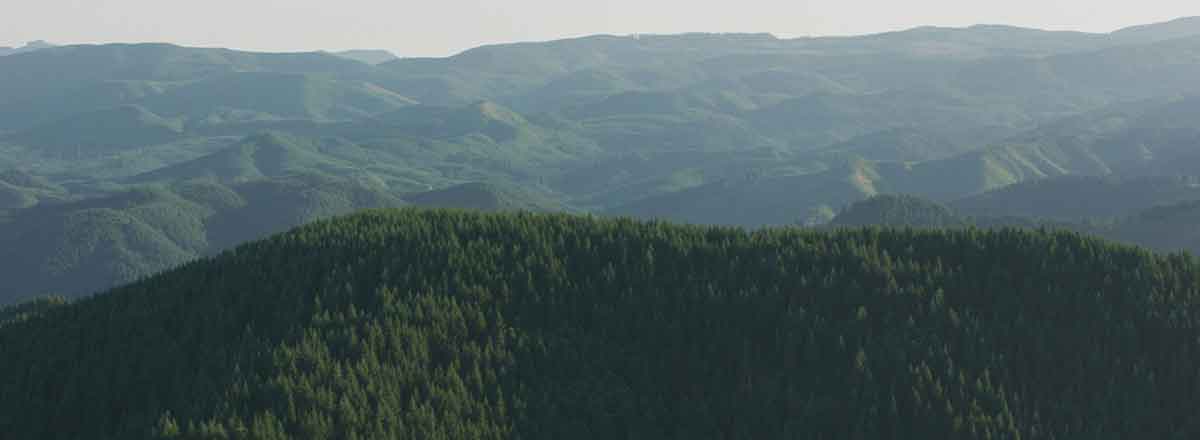 Aerial view of mountains covered with evergreen trees