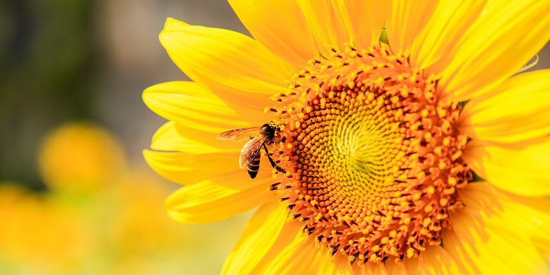 bee pollinating a flower - sustainability