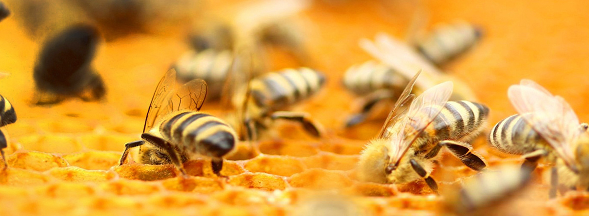 Bees on honeycomb